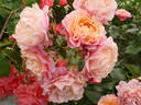 Marie Curie ® rose photo