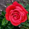 Ring of Fire ™ rose photo