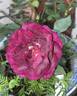 Louis XIV rose photo