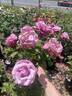 Barbra Streisand rose photo