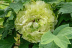 Dou Lu 斗陆 peony photo