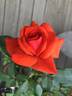 Kordes' Brillant rose photo