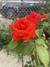 Kordes' Brillant rose photo