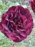 Epoca rose photo