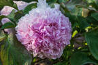 Lan Tian Yu peony photo