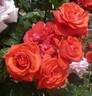 Beautiful Fukuyama rose photo