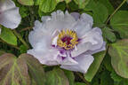 Lan Tian Yu peony photo