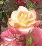 Anniversary Fukuyama rose photo