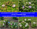 Lan Tian Yu peony photo