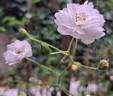 Annelies rose photo