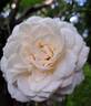 Perdita rose photo