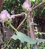 Charles de Gaulle ® rose photo
