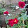 Marondo rose photo