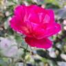Guy Savoy rose photo