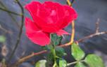 Docteur Watson rose photo
