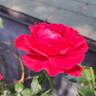 Docteur Watson rose photo