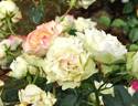 Tokonatsu Musume rose photo
