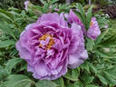 Jiu Zui Yang Fei peony photo