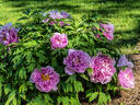 Jiu Zui Yang Fei peony photo