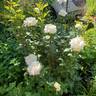 Sugar Moon rose photo