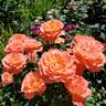 Livin' Easy ™ rose photo