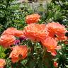 Livin' Easy ™ rose photo