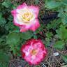 White Lies rose photo