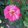 White Lies rose photo