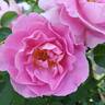 Brindabella First Lady ™ rose photo