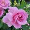 Brindabella First Lady ™ rose photo