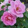 Brindabella First Lady ™ rose photo