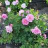 Brindabella First Lady ™ rose photo