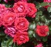 La Marseillaise ® rose photo