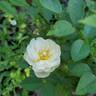 Abigail Adams rose photo