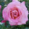 True Bliss™ rose photo