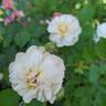 Aptos rose photo