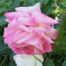 True Bliss™ rose photo