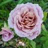 Pam's Choice rose photo