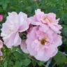 John Davis rose photo