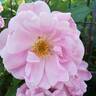 John Davis rose photo