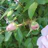 John Davis rose photo