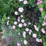 John Davis rose photo