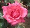 Red Hiroshima rose photo