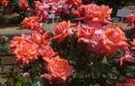 Daimonji rose photo