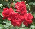 Niccolo Paganini rose photo