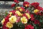 Charleston rose photo
