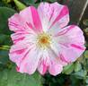 Deanna Krause rose photo