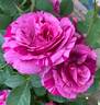 Fly So High ™ rose photo