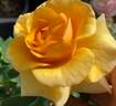 Rise Up Amberness™ rose photo