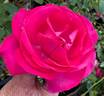 Grande Dame rose photo
